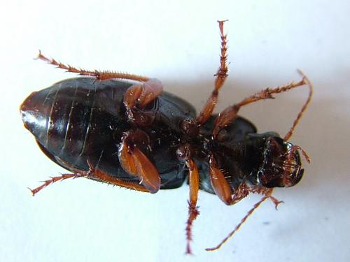 Réf. 234 571 : Harpalus rubripes